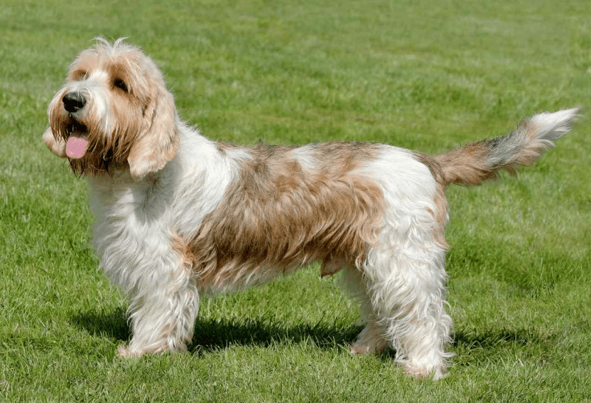 Petit Basset Griffon Vendeen