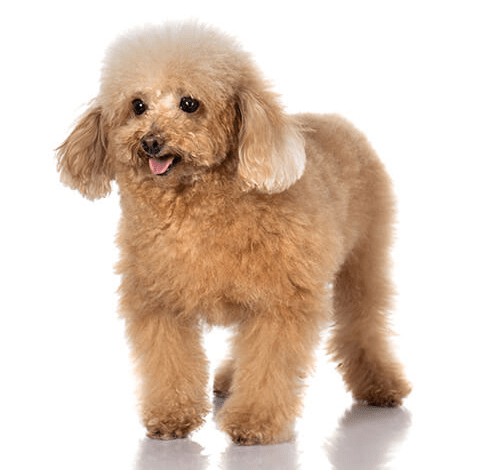 Poodle (Toy)