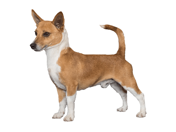 Portuguese Podengo  Pequeno