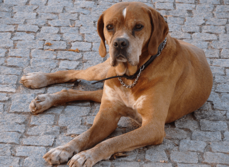 Portuguese Pointer