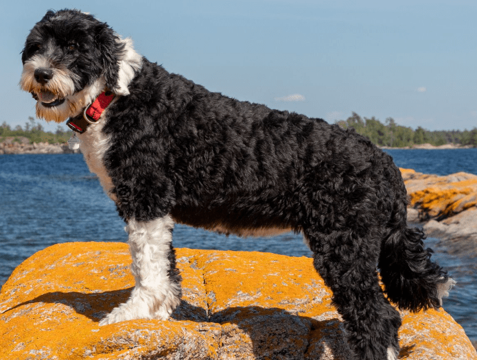 Portuguese Water Dog