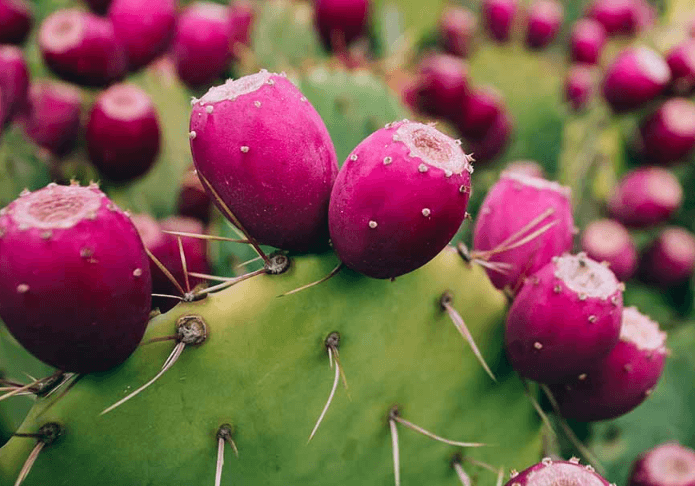 Prickly Pear Cactus