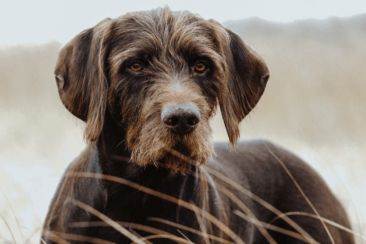 Pudelpointer