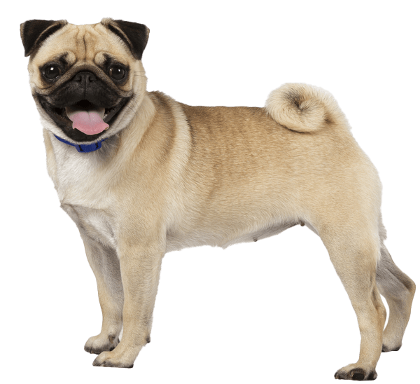 Pug