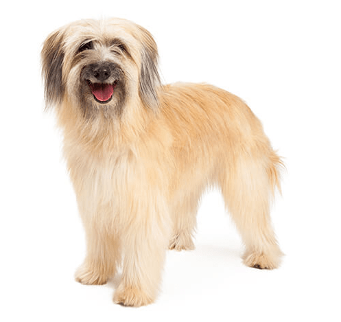 Pyrenean Shepherd