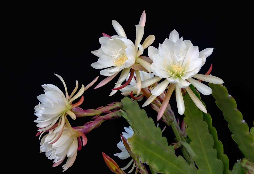 Queen of the Night Cactus