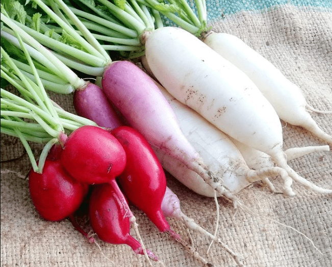 Radish