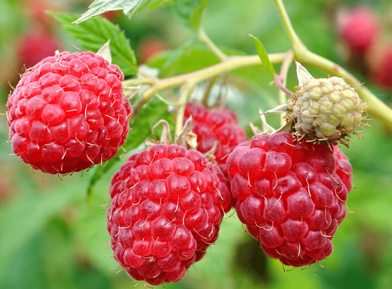 Raspberry
