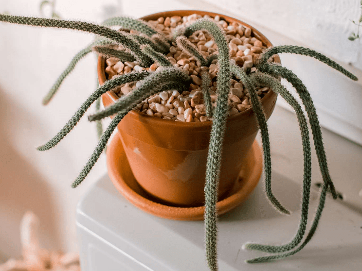 Rat Tail Cactus