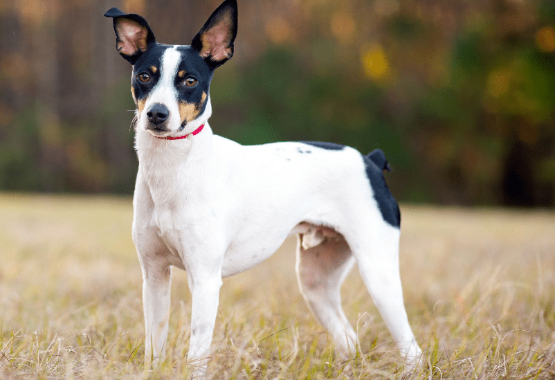 Rat Terrier
