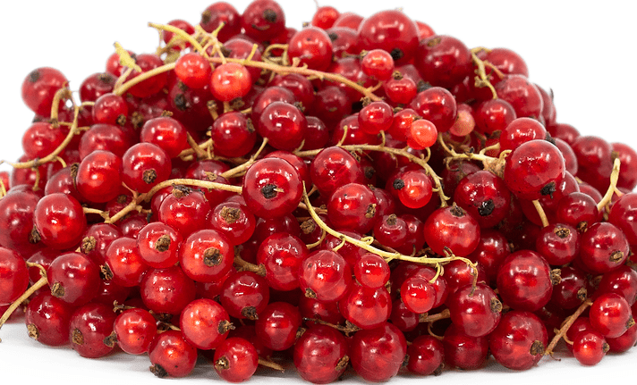 Red Currant