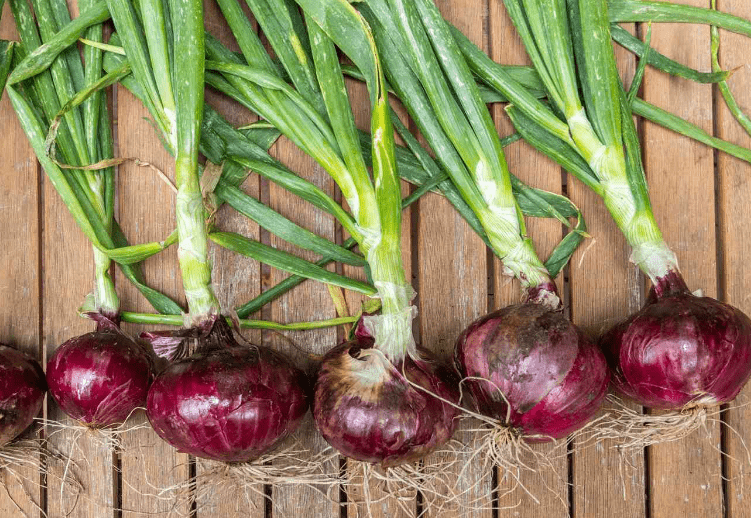 Red Onion