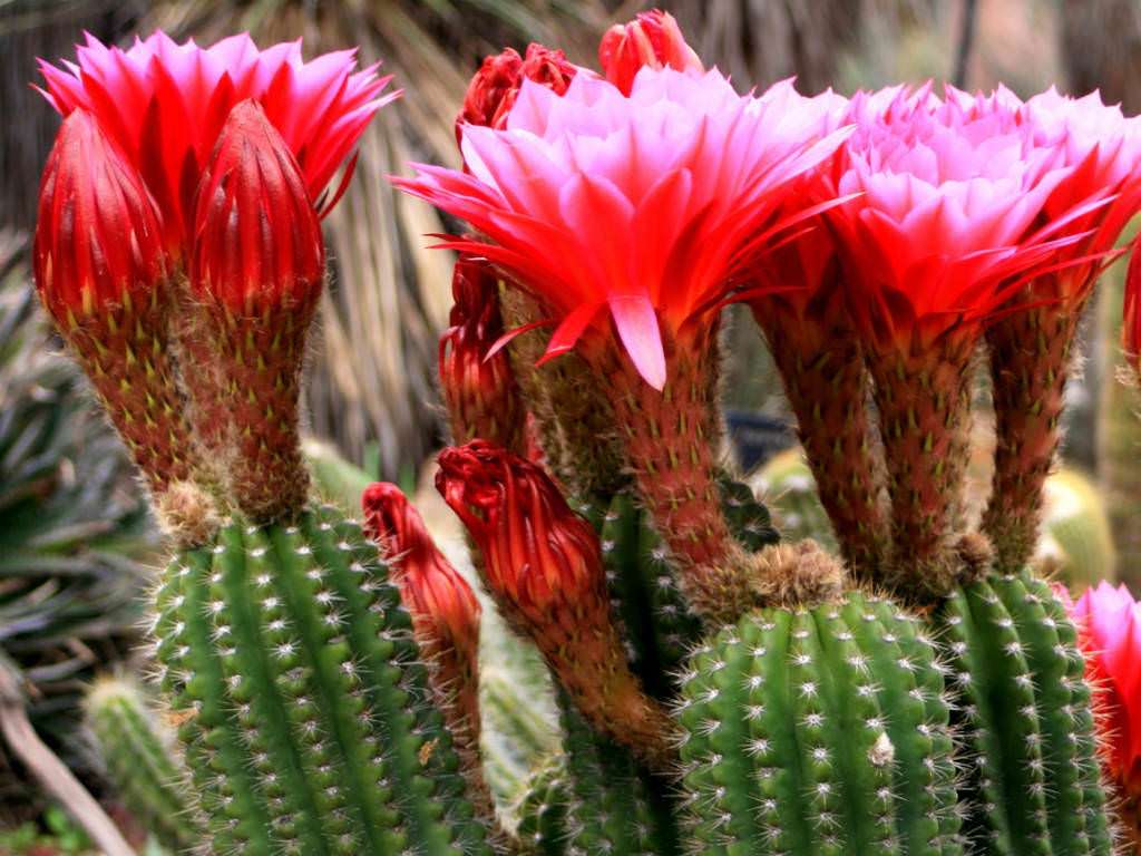 Red Torch Cactus