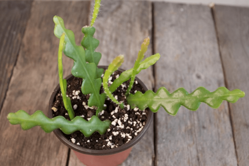 Ric Rac Cactus