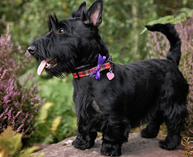 Scottish Terrier