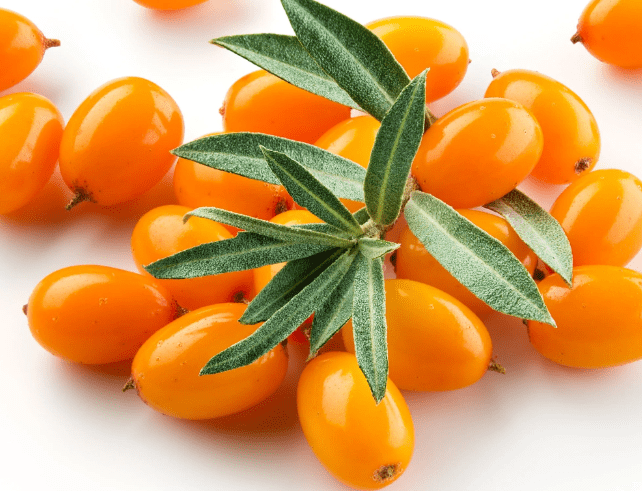 Sea Buckthorn