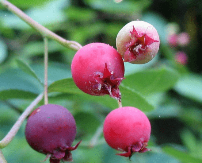 Serviceberry
