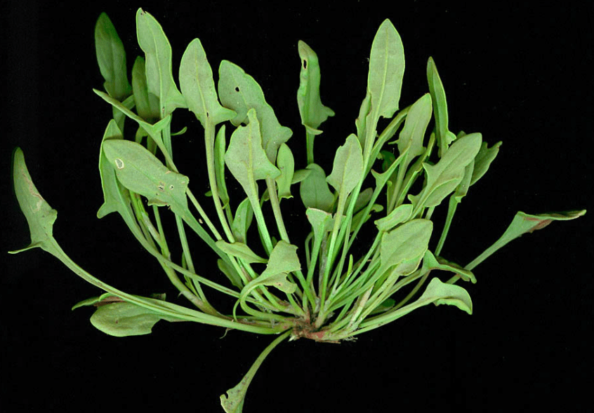 Sheep Sorrel