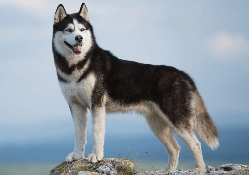 Siberian Husky