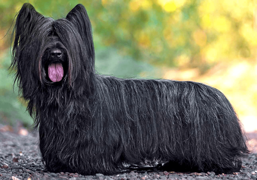 Skye Terrier