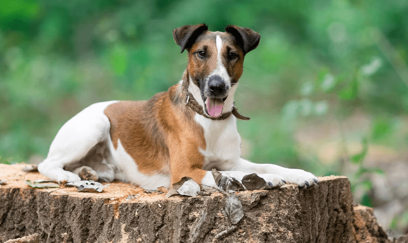 Smooth Fox Terrier