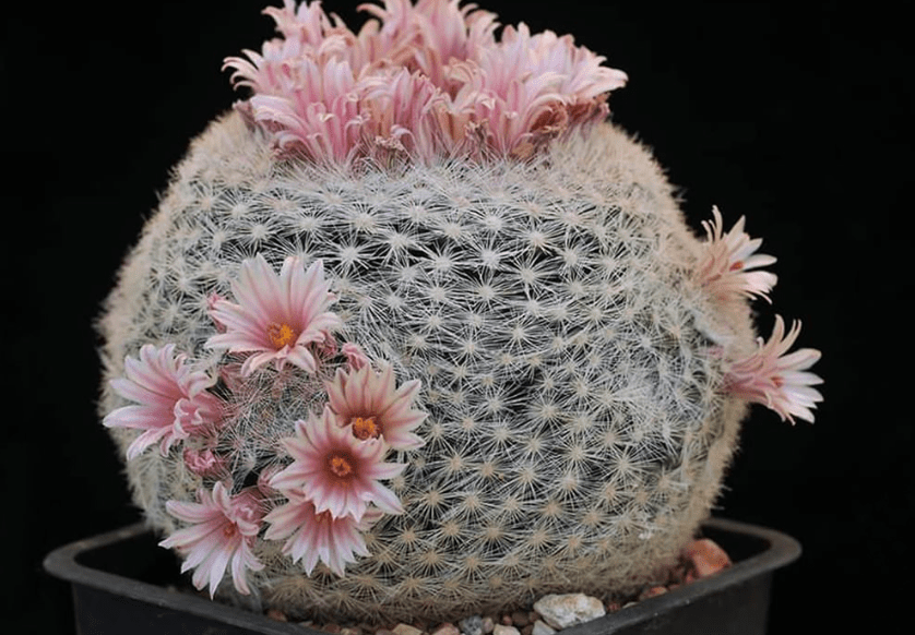 Snowball Cactus