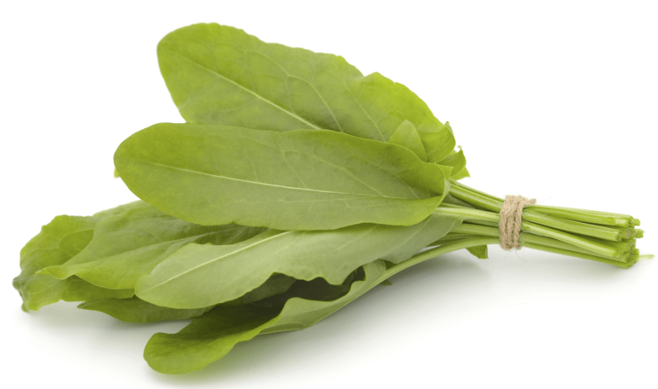 Sorrel