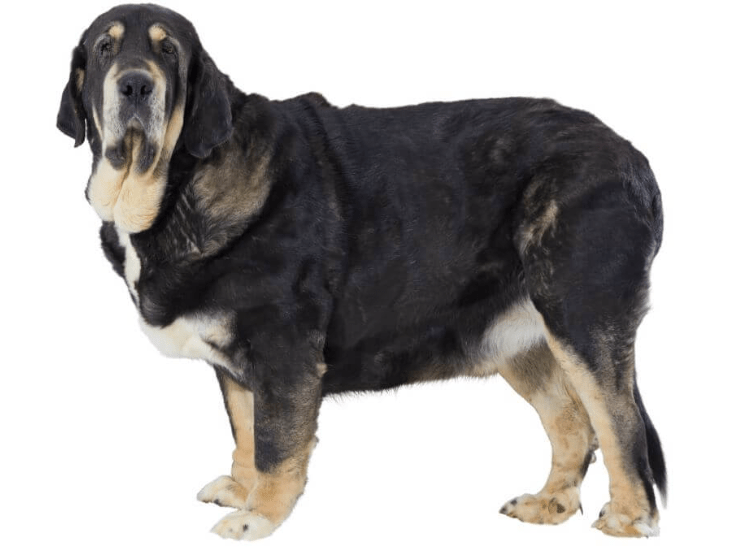 Spanish Mastiff