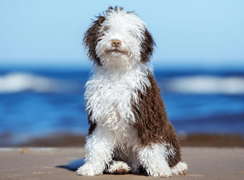 Spanish Water Dog