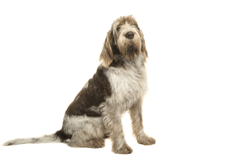 Spinone Italiano