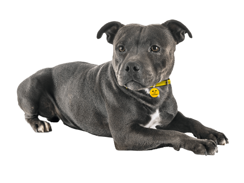 Staffordshire Bull Terrier