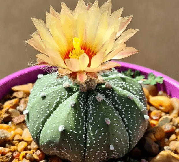 Star Cactus