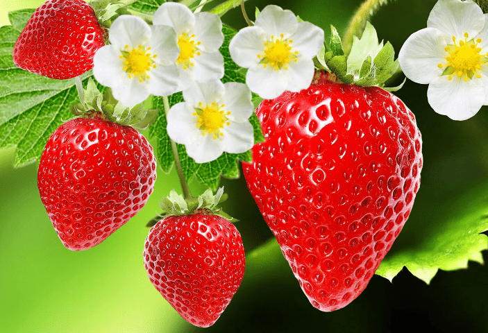 Strawberry