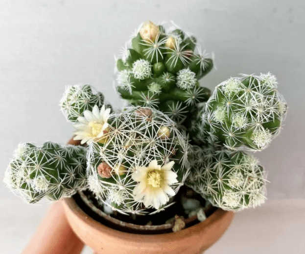Thimble Cactus