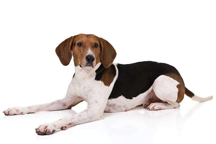 Treeing Walking Coonhound