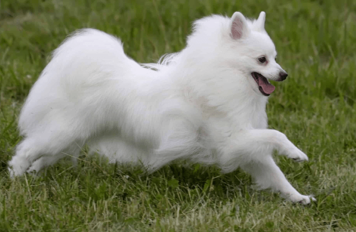 Dogs