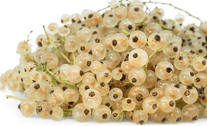 White Currant