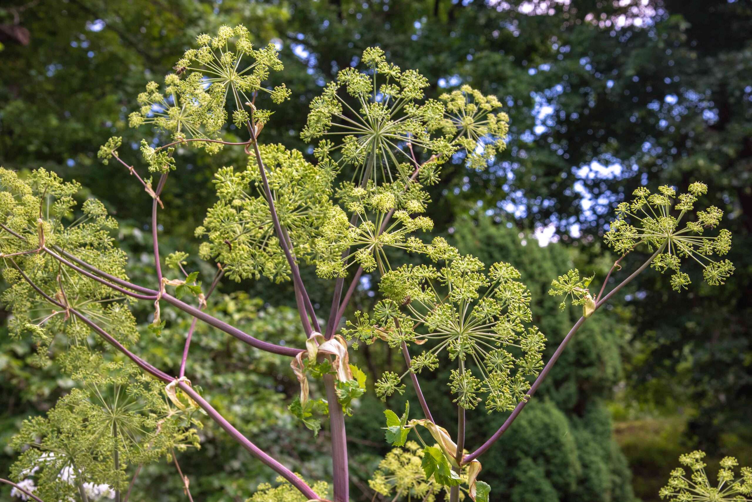 Angelica
