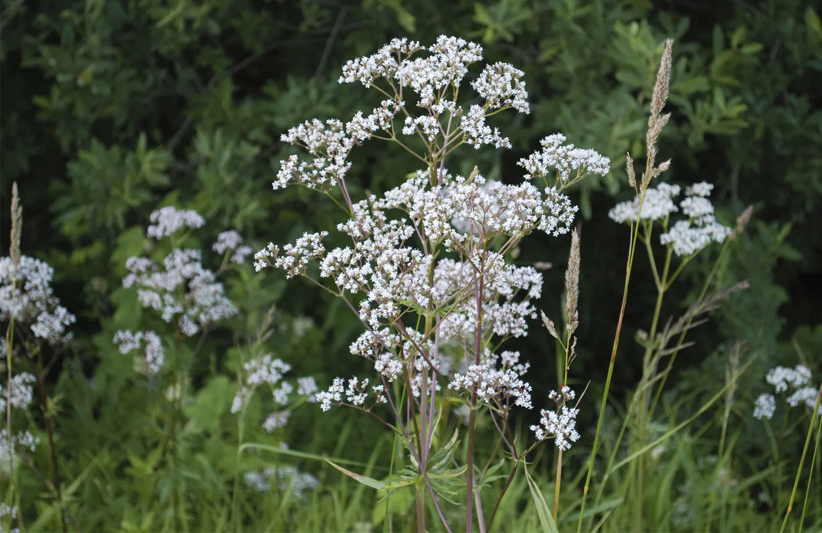 Anise