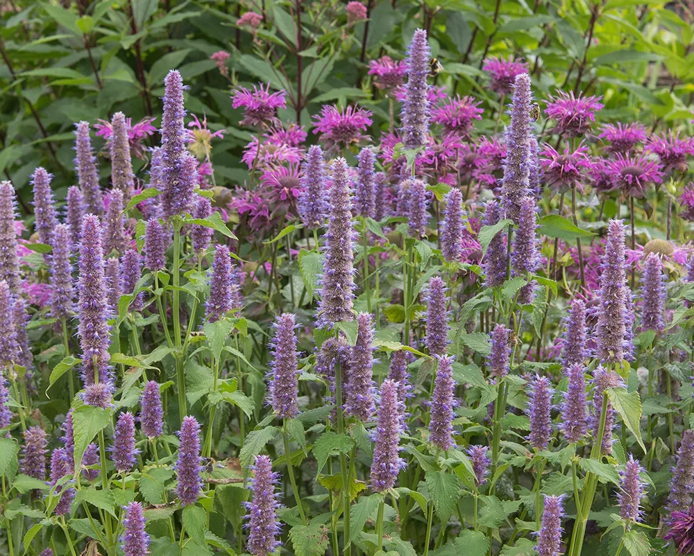 Anise Hyssop