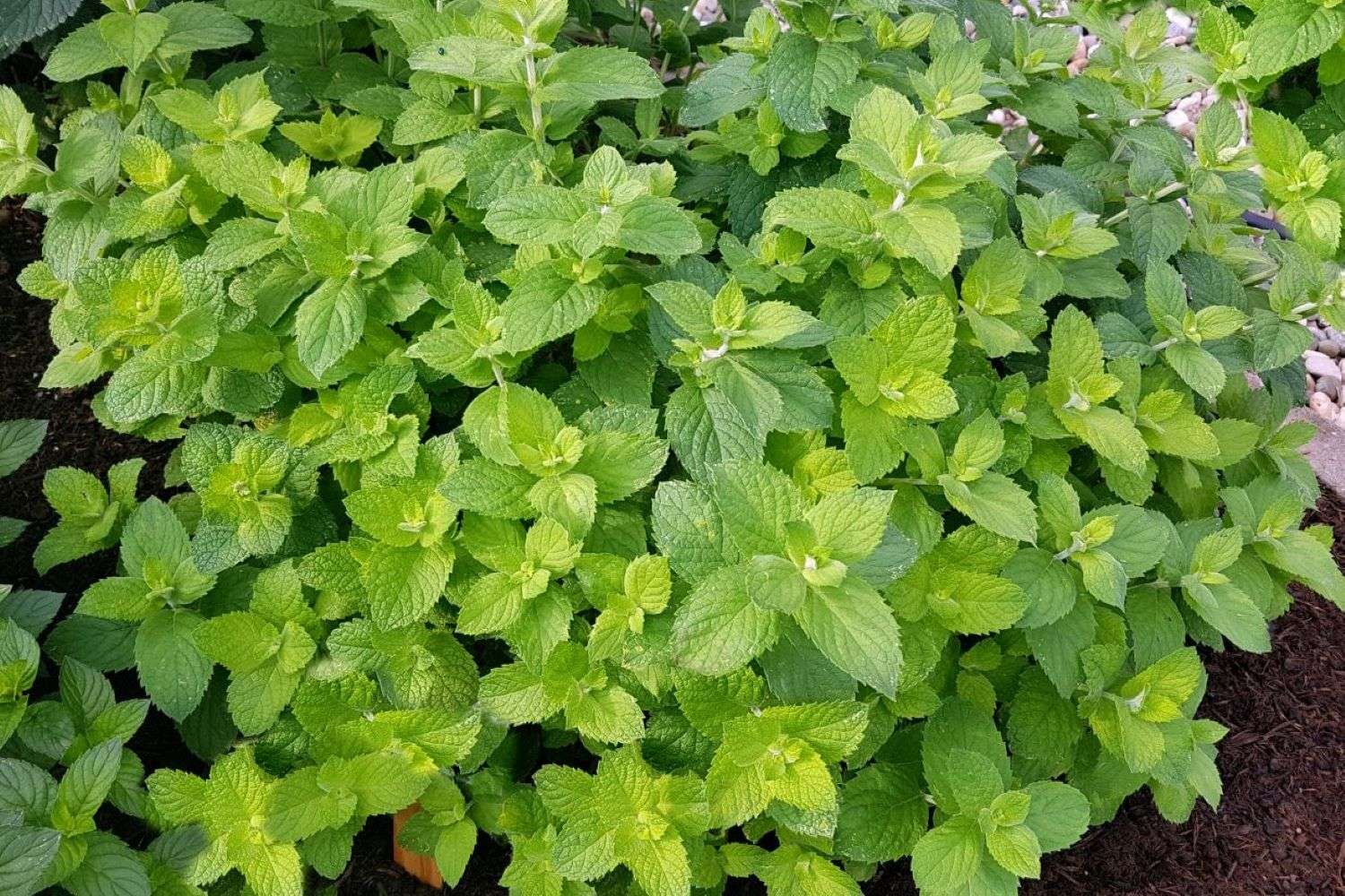 Apple Mint