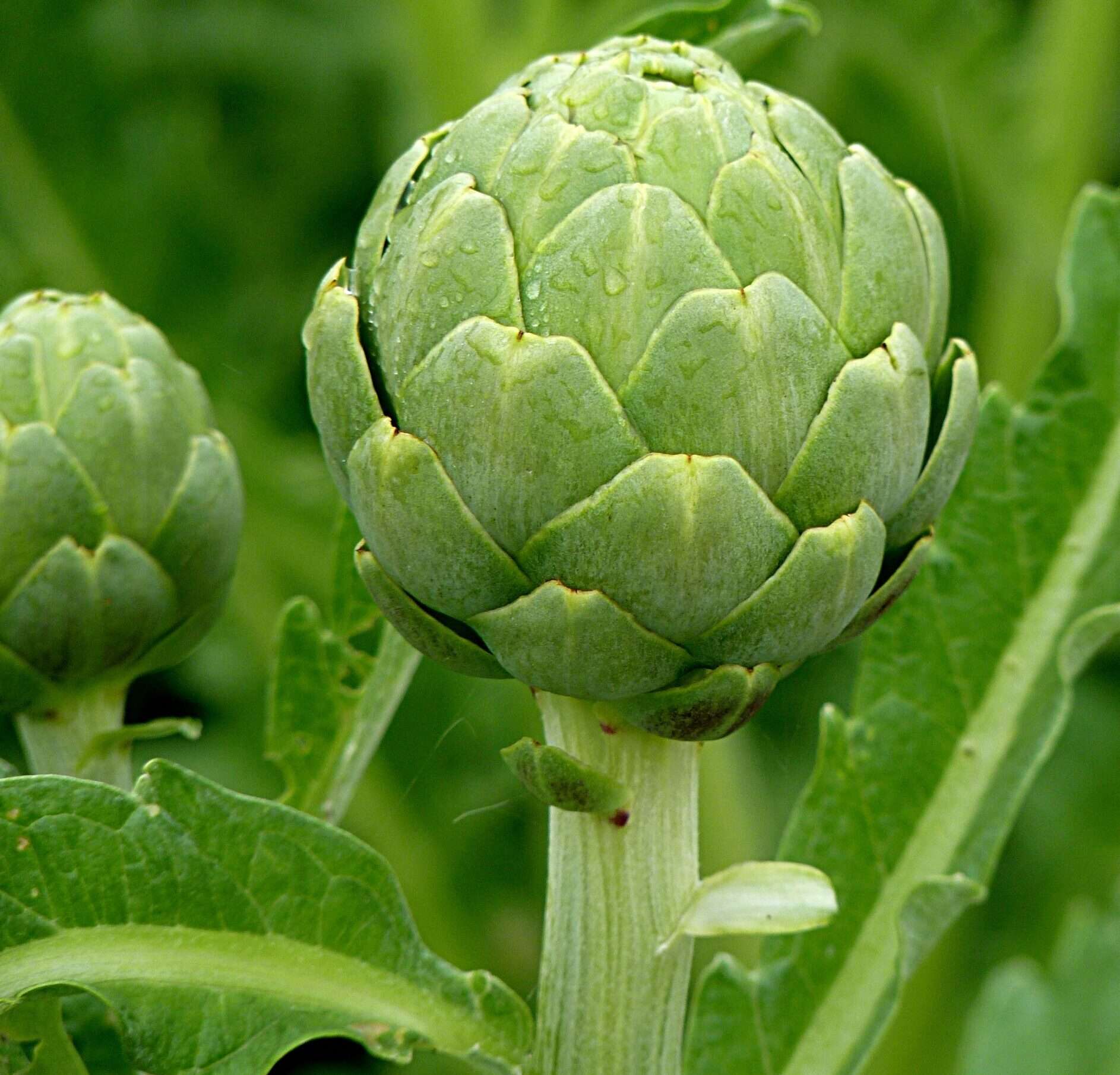 Artichoke