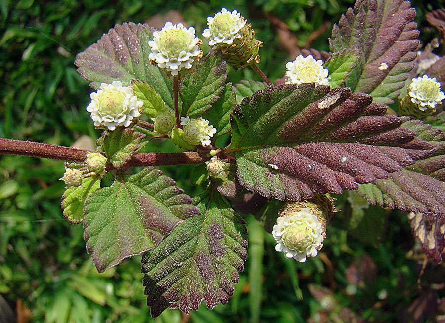 Aztec Sweet Herb