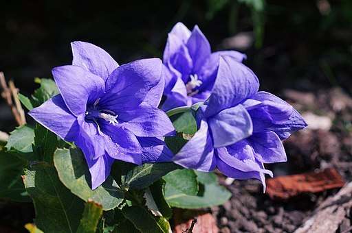 Balloon Flower