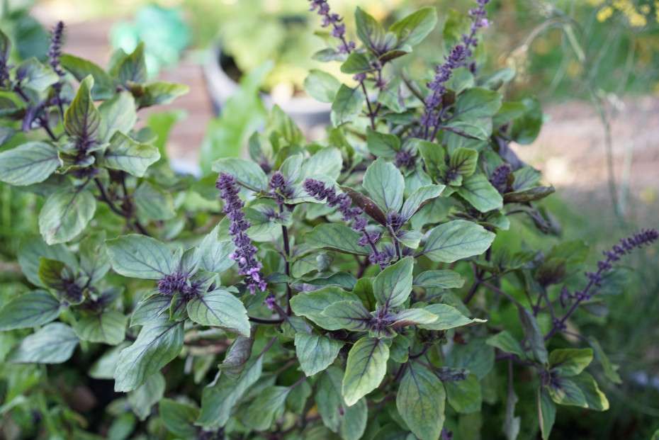 Basil African Blue