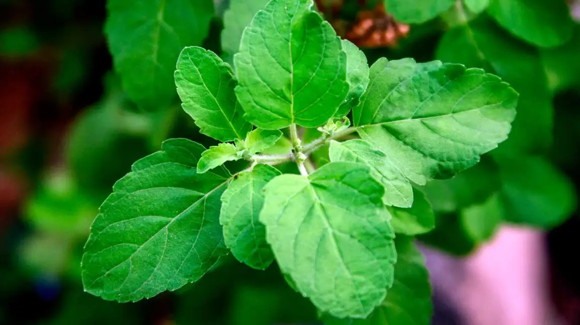 Basil Holy