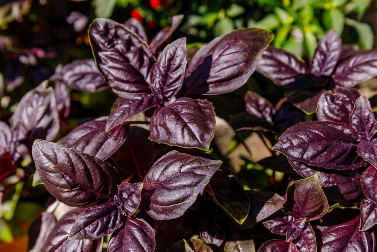 Basil Purple
