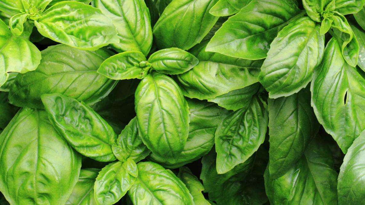 Basil Sweet