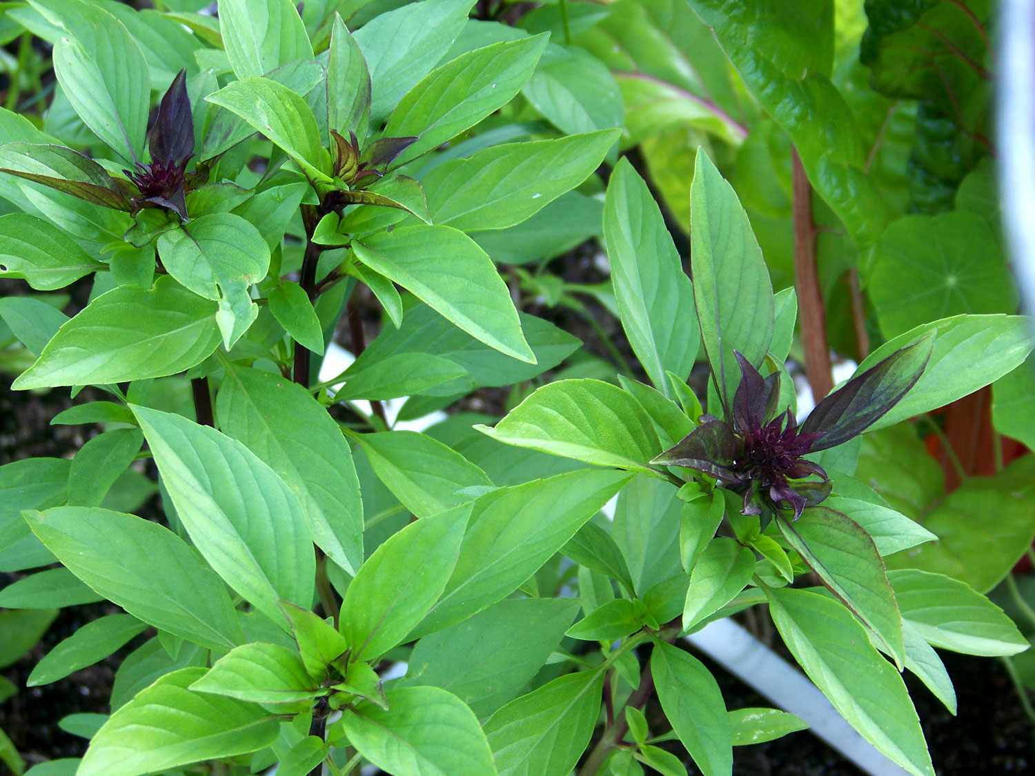 Basil Thai