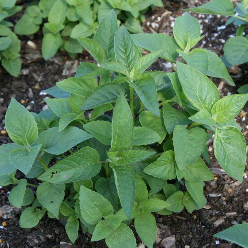 Bergamot